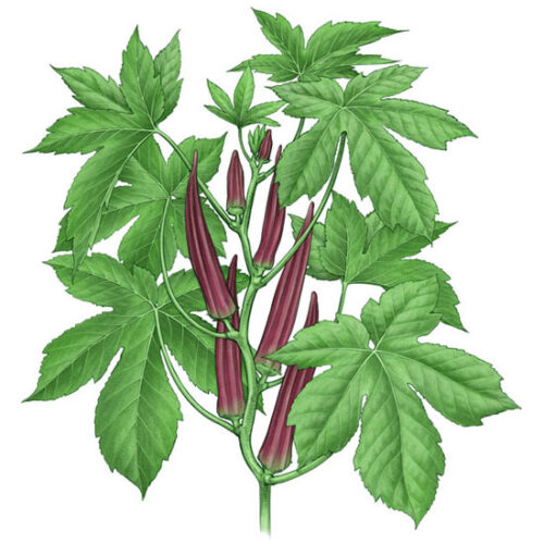 All About Growing Okra